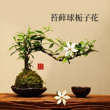 苔藓球小叶栀子花盆景室内茶桌办公桌绿植摆件禅意中式小盆栽醻弢