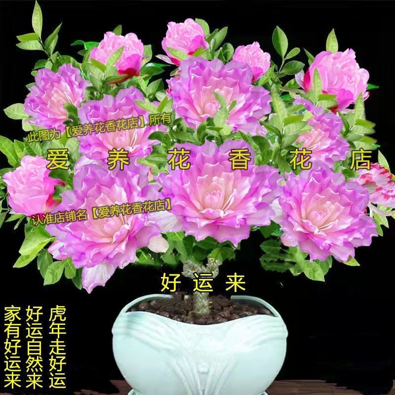 新品好运来浓香型大花重瓣花卉绿植耐寒耐冻耐热好养易活当年开花