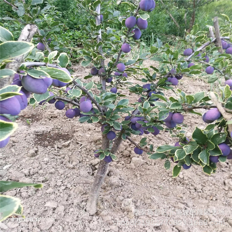 法兰西西梅李子苗批发 1~4年西梅李子苗供应南北方种植新品种李子