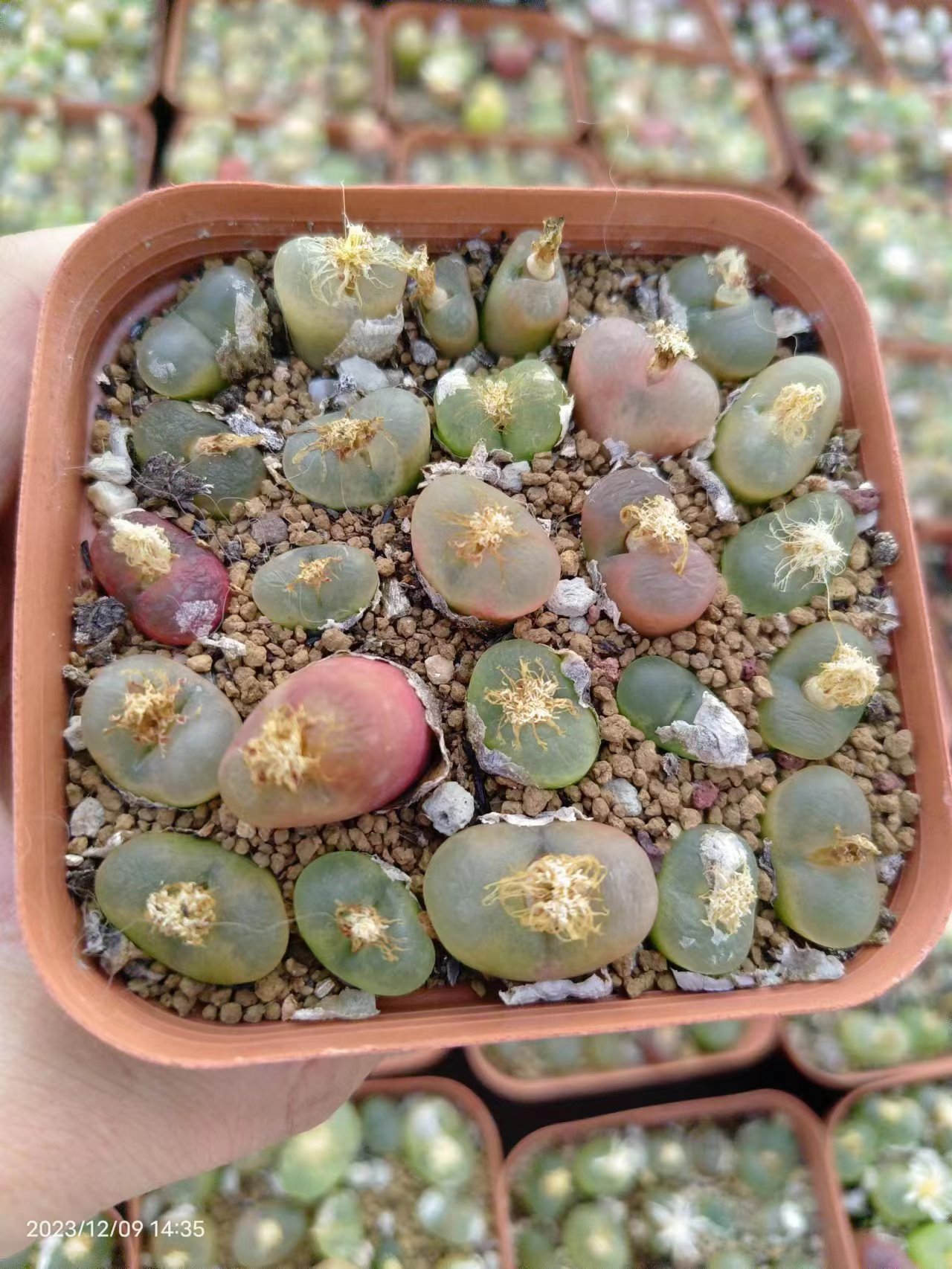 毛汉尼10cm盆整价格 托盆不带土发货实物拍摄生石花肉锥-阿里巴巴