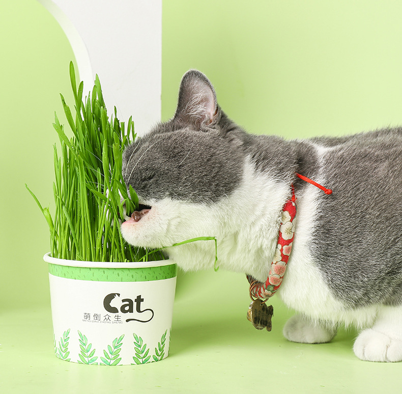 猫草杯种子去毛球消化助猫薄荷盆栽处进消化水培懒人猫零食批发