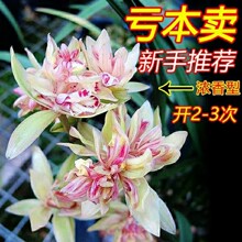 兰花苗四季建兰富山奇蝶奇花浓香夏带花室内桌面好养绿植花卉盆栽