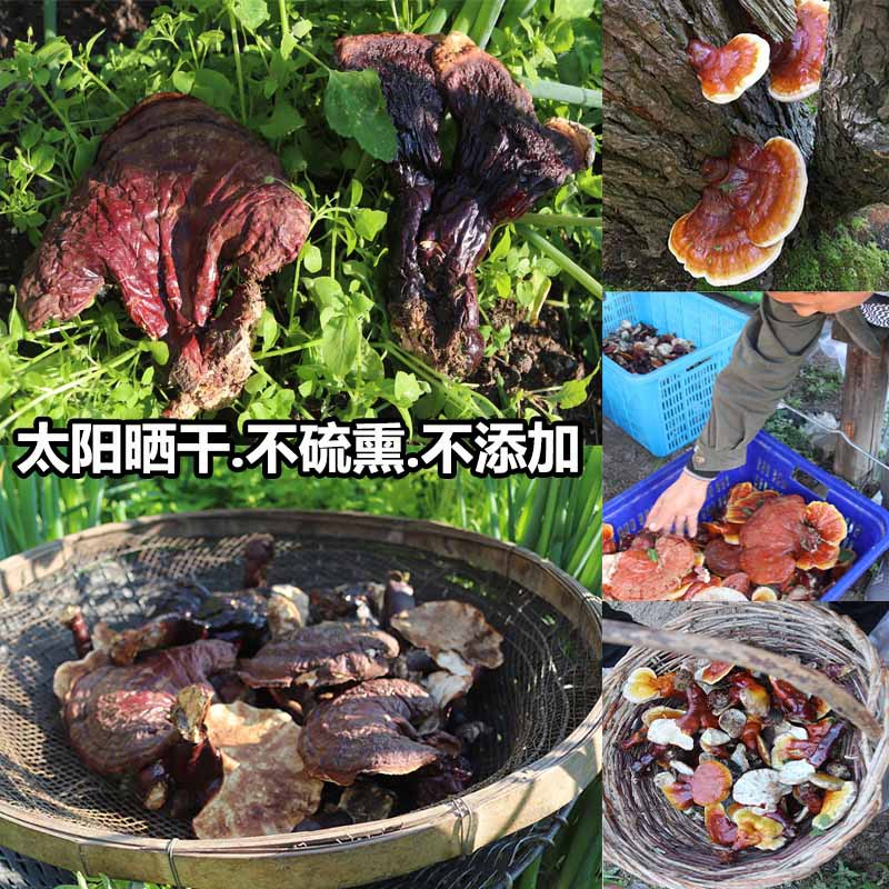 纯野生灵芝整枝天然长白山赤芝正品松衫灵芝山白心干货100g切片粉