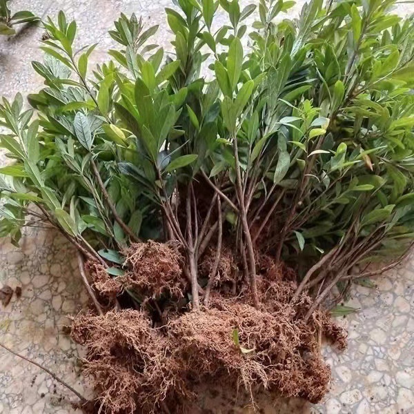 杜鹃花 毛鹃小苗春鹃苗四季常青开花植物 四季杜鹃 映山红毛杜鹃