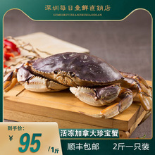 珍宝蟹鲜活冷冻加拿大进口海鲜大螃蟹新鲜大闸蟹梭子蟹海蟹2斤1只