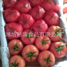 出口保鲜番茄（资质工厂、常年出口）