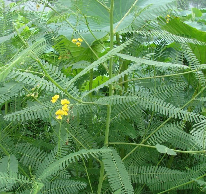 田菁种子盐碱地土壤改良绿肥田青种子花卉牧草种子
