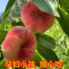 蟠桃现货正宗北京平谷水蜜桃大桃5斤当季新鲜水果