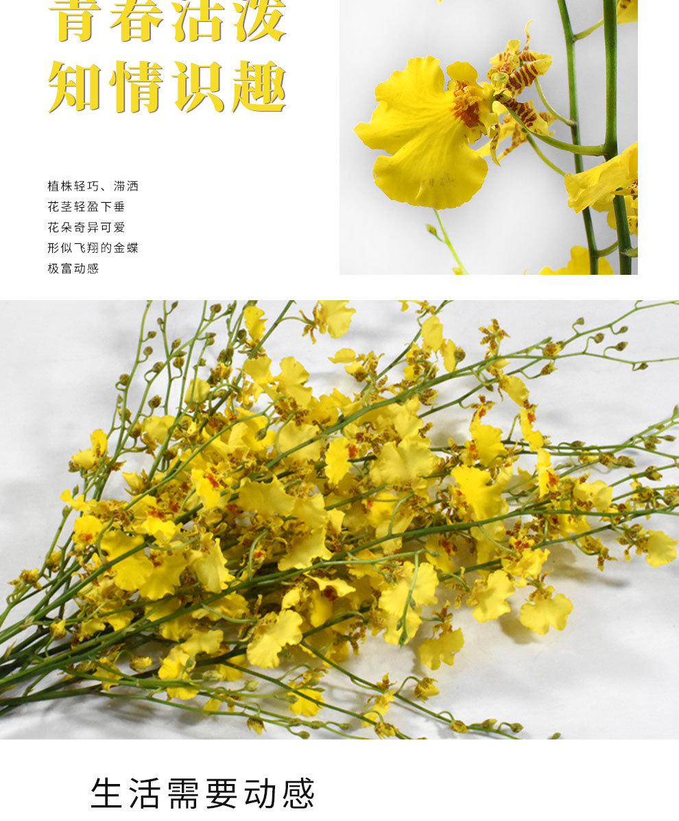 【跳舞兰】批发昆明鲜花 产地直销 花店用文心兰 跳舞兰鲜切花