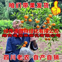 带果发货沙糖桔子树苗南北方种植盆地栽果树苗四会金秋沙糖桔树苗