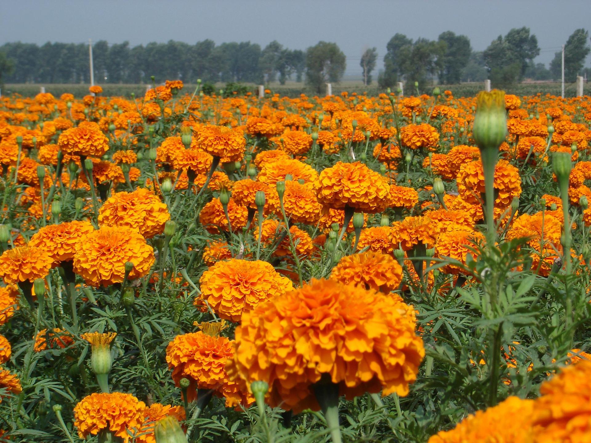 南非万寿菊花耐寒耐热臭芙蓉金菊花国庆菊庆典花海景观野花组合