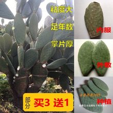 墨西哥食用仙人掌种植美容仙人掌灌肤