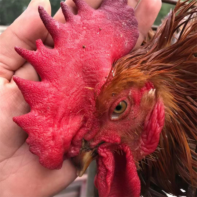 5成交0只山东麻鸡鸡苗养殖场青脚麻鸡苗价格 黄羽麻鸡山林散养麻鸡