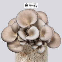 自种蘑菇菌包金针菇种植包平菇可食用菌菇家庭自种菌棒盆栽新鲜新
