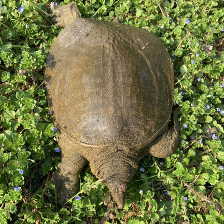 外塘放养大甲鱼肉鲜活体淡水养殖批发王八水鱼团鱼中华鳖小苗食用