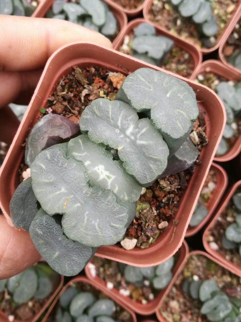 玉扇带盆栽好掌形十二卷多肉