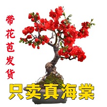 【带花苞】四季海棠花盆栽地栽重瓣大花海棠树苗室内外花卉绿植