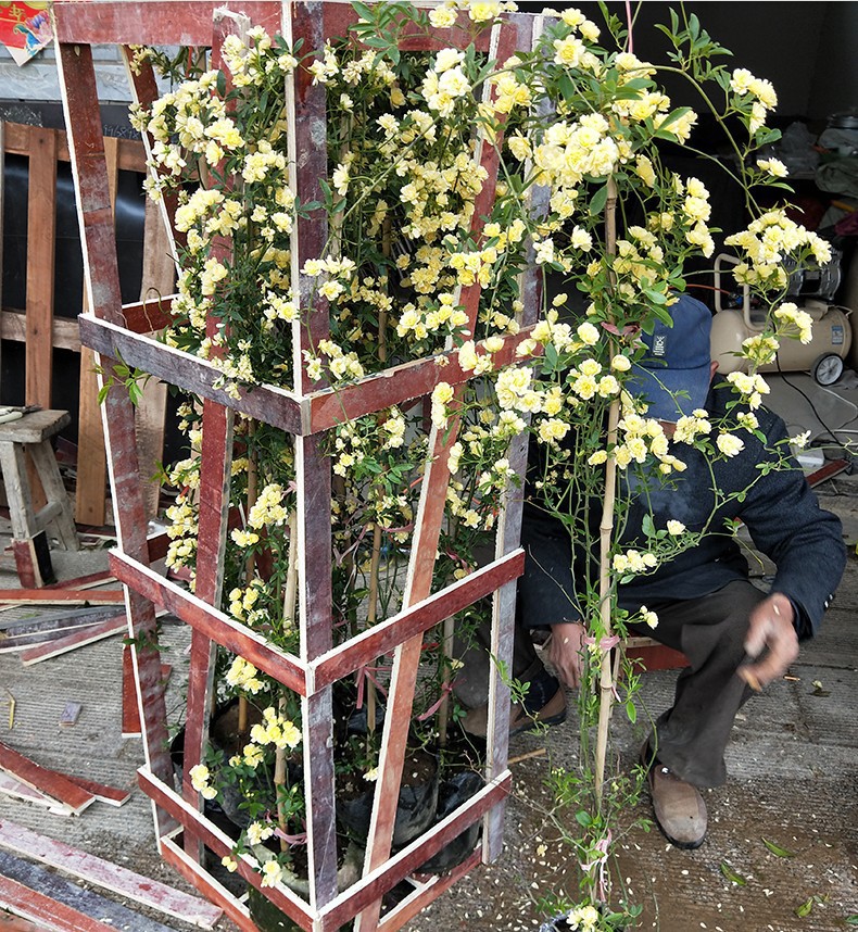 红木香花四季红色爬藤植物特大花苗盆栽攀爬带香花卉苗木基地批发