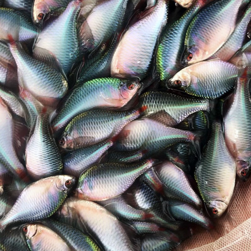 七彩鳑鲏鱼旁皮鱼 淡水旁皮鱼 观赏旁皮鱼   群游冷水小鱼型