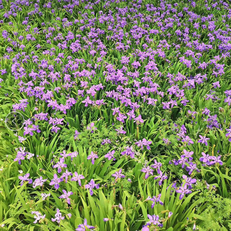 鸢尾花鲜花-鸢尾花鲜花厂家,品牌,图片,热帖-阿里巴巴