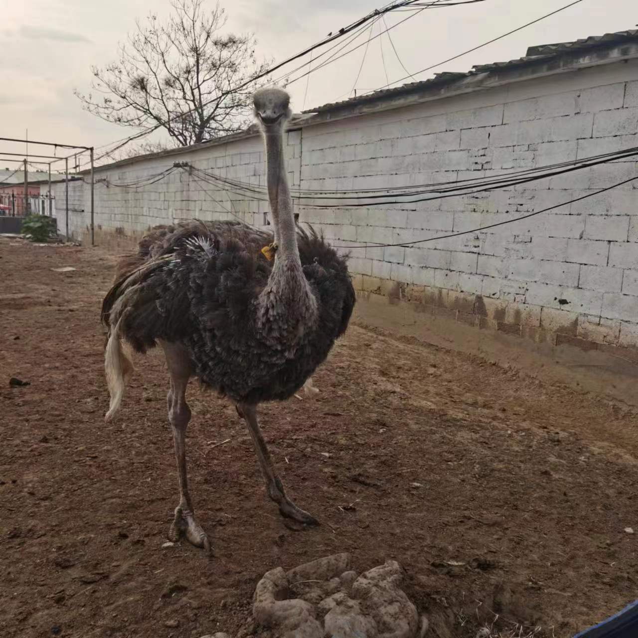 景区动物园观赏成年非洲鸵鸟澳洲鸸鹋活体价格非洲脱温鸵鸟观赏
