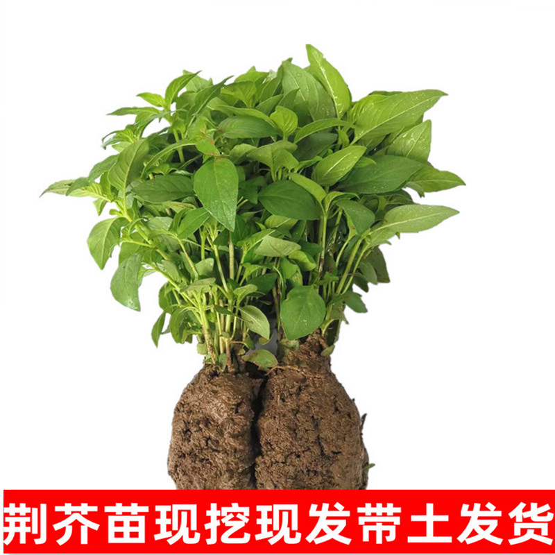 ll50颗现挖现发荆芥苗盆栽新鲜食用大叶荆芥菜苗带原