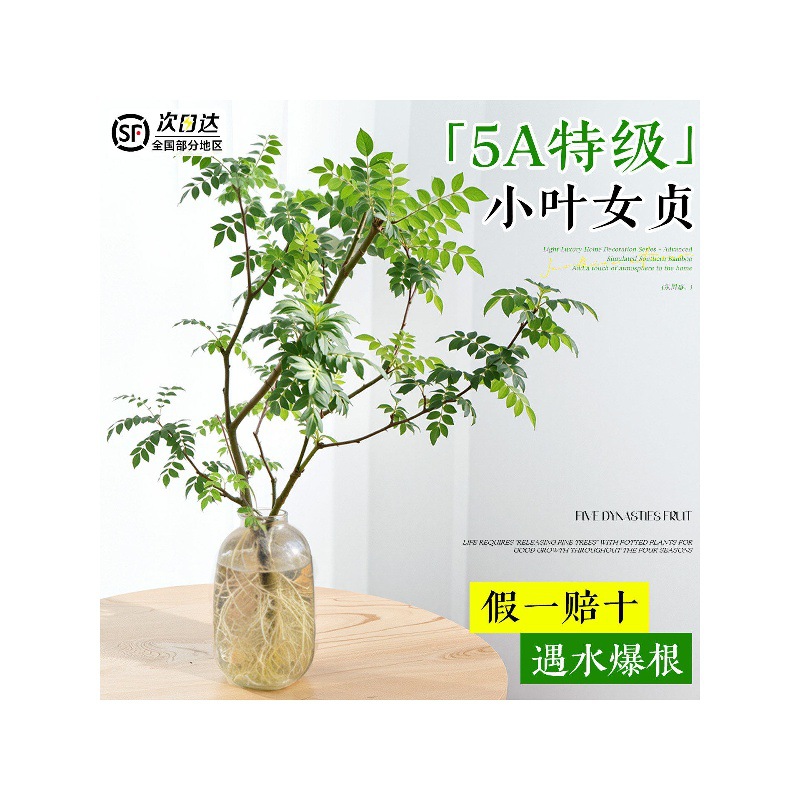 一件代发小叶女贞水培植物老桩造型树室内绿植好养活四季常青观叶