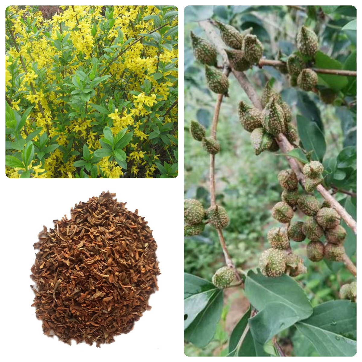 连翘多野生于山坡,丘陵等