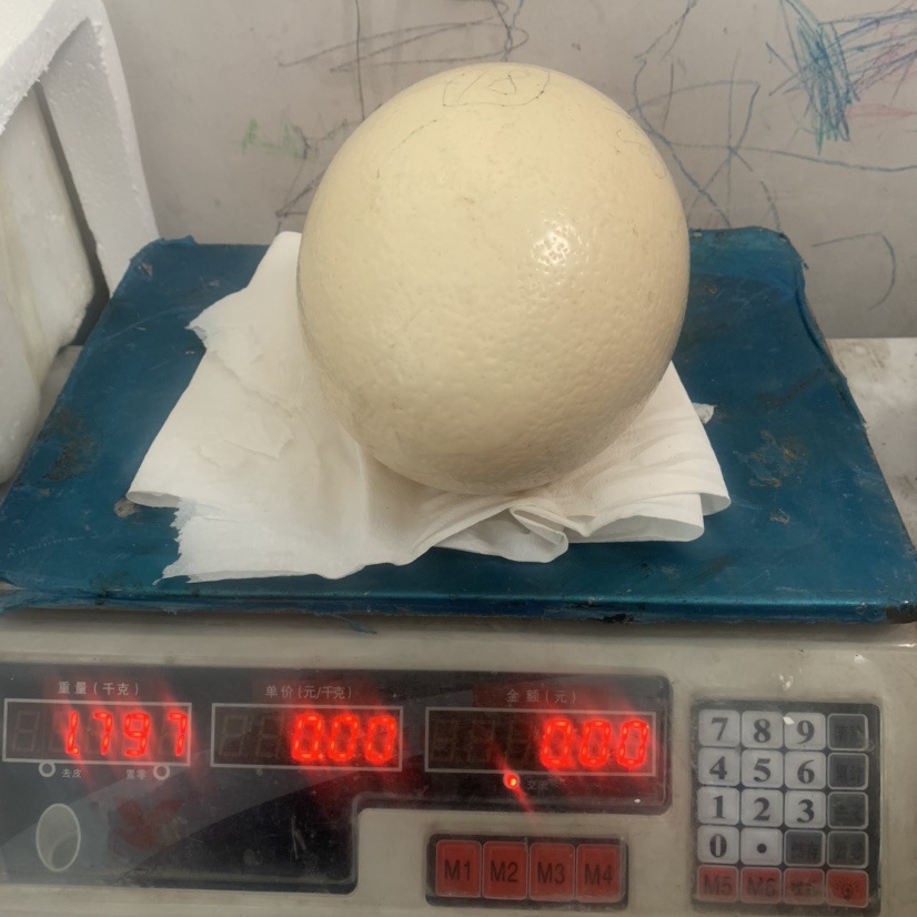 销售鸵鸟蛋批发新鲜食用非洲驼鸟蛋超大蛋鸵鸟蛋顺丰包邮大号蛋