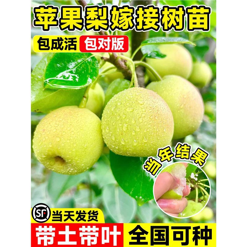 苹果梨树果苗秋月梨嫁接特大果苗树苗南北方庭院地栽盆栽当年结果