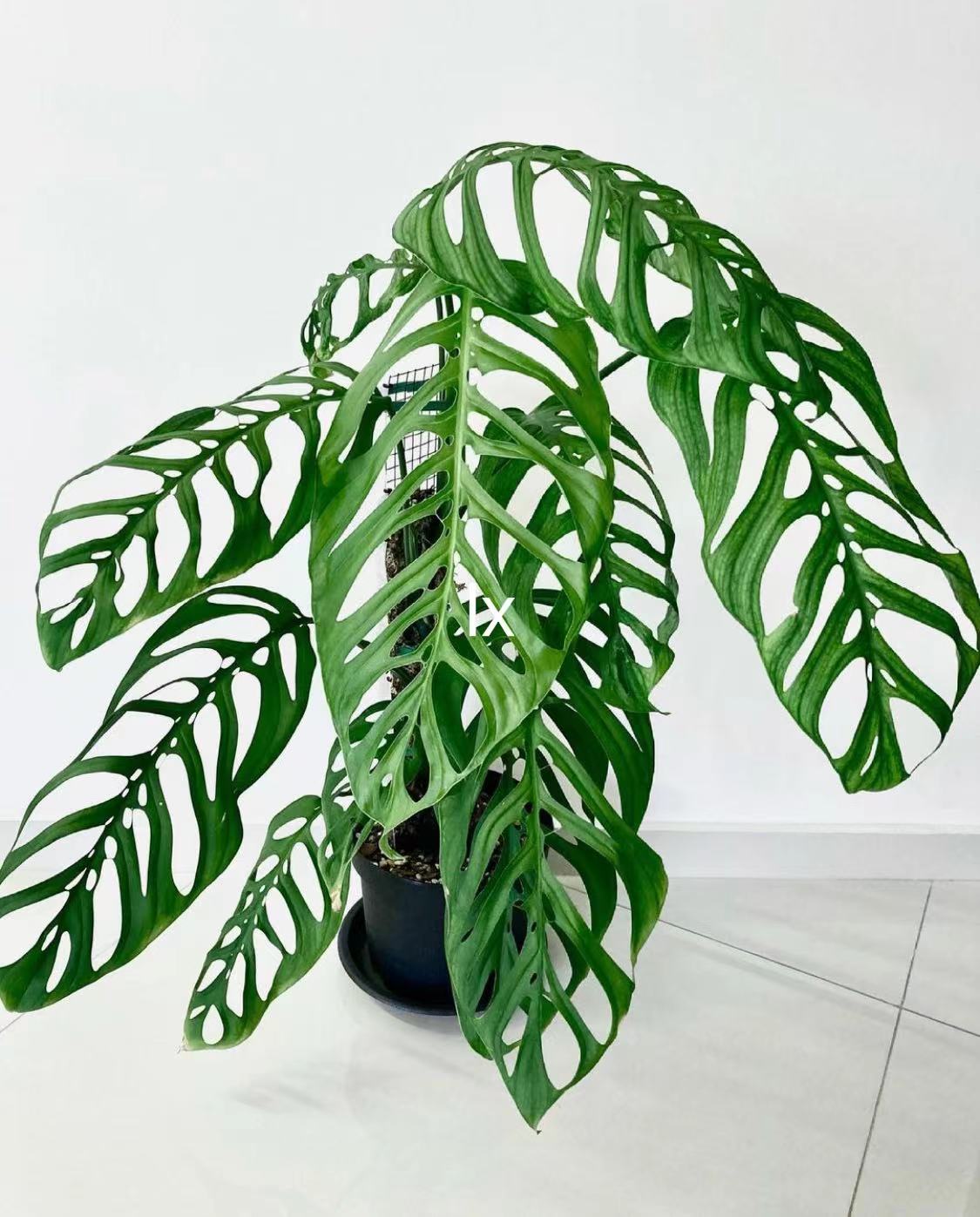巨洞龟背竹/monsteraepipremnoides,网红绿植-阿里巴巴