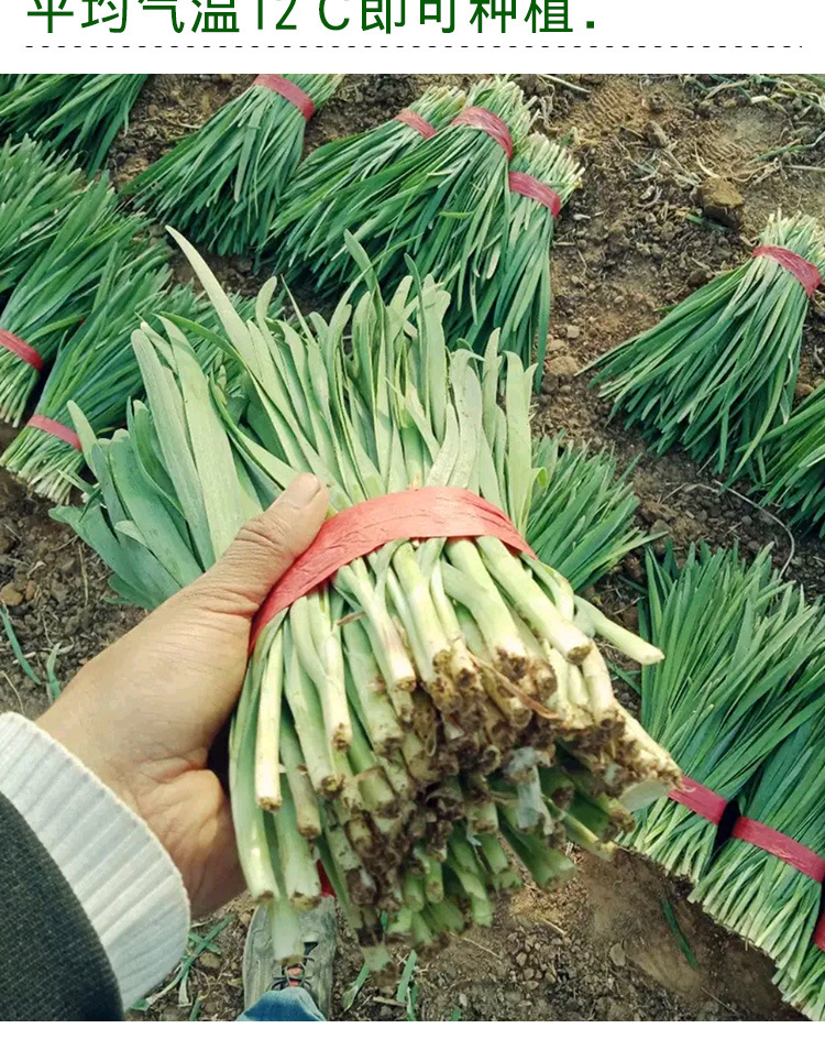 永红791韭菜种子 农田菜地农户种植叶片厚抗寒力强白根韭菜籽