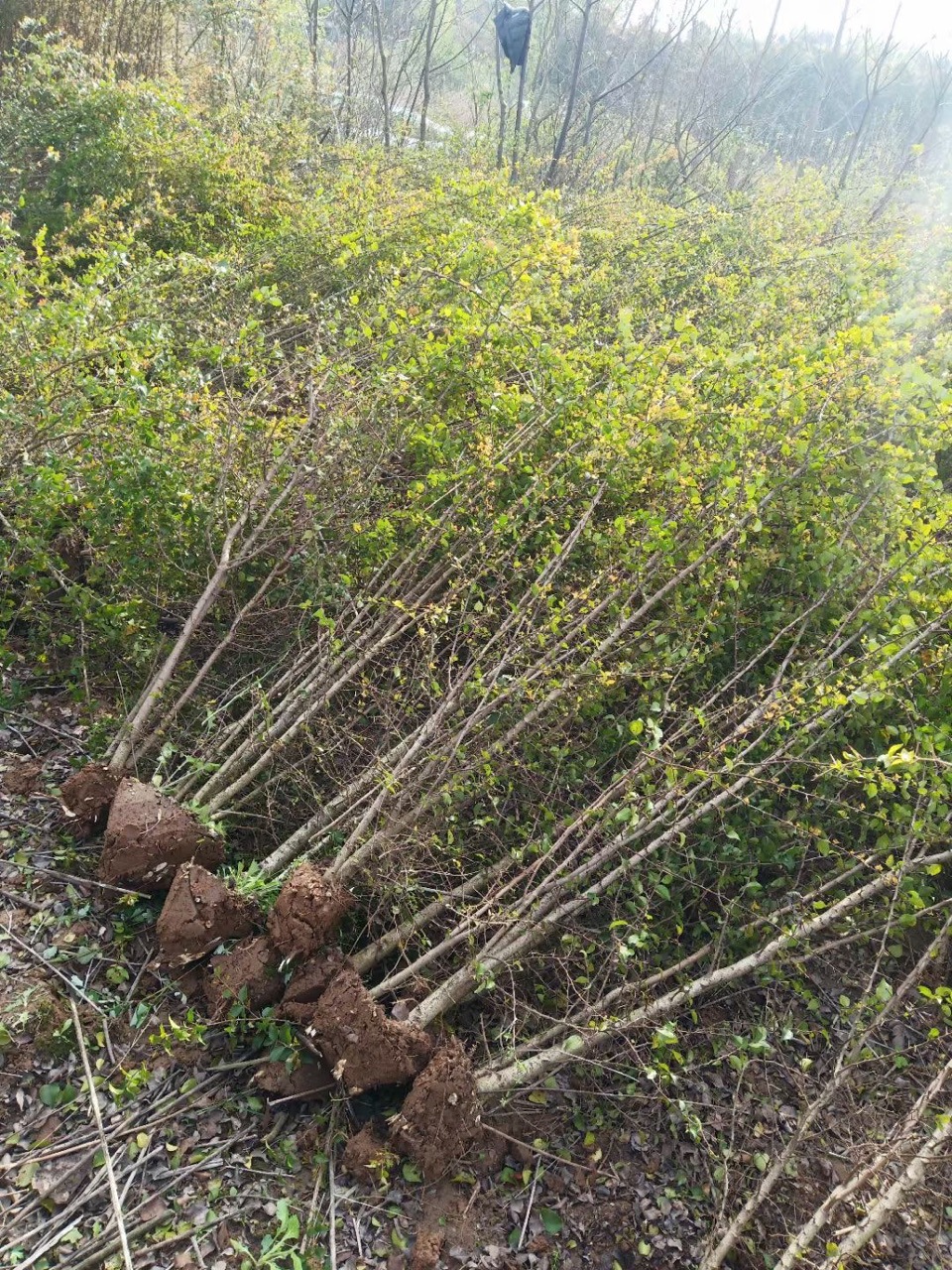 0成交60棵刺冬青苗冬青苗榨树苗造型冬青苗树苗耐寒刺冬青树苗柞榨刺