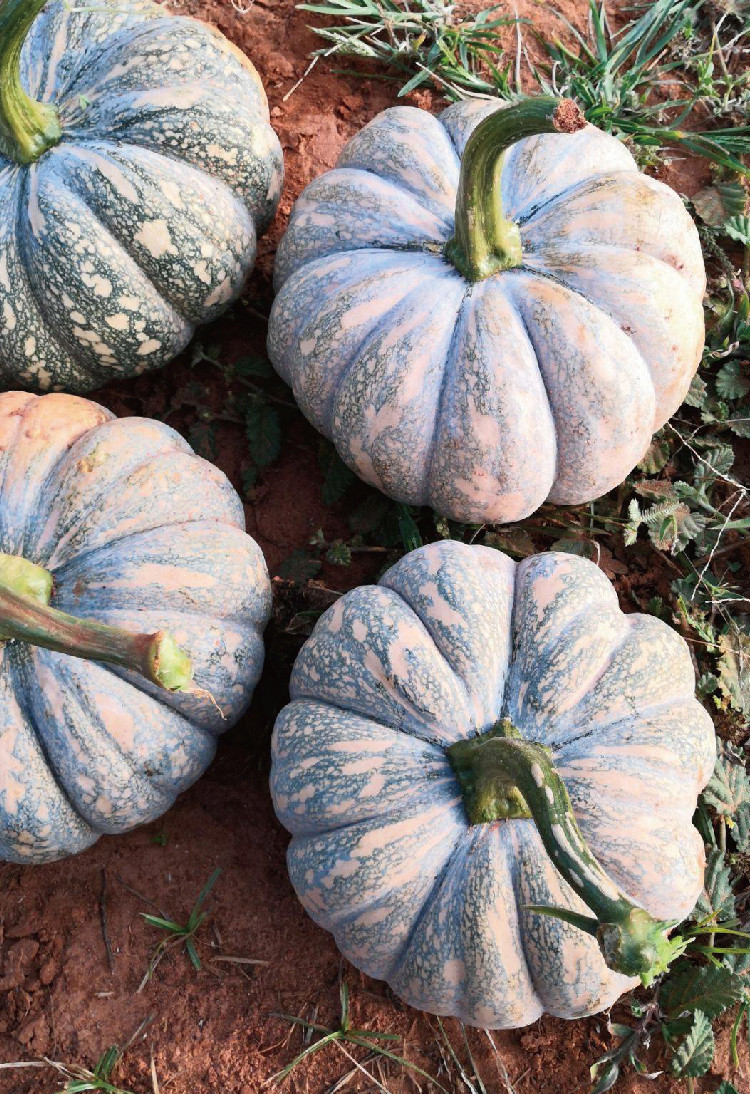 金博农磨盘南瓜种子中晚熟甜面扁圆磨盘南瓜种籽大果庭院播南瓜籽