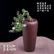 六月雪盆景 重瓣花卉绿植造型树桩 提根悬崖金边 迷你红花 微型