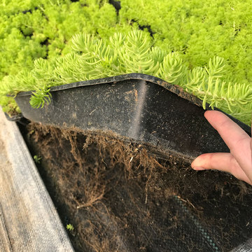 黄金佛甲草方盘|黄金佛甲草价格|屋顶绿化专用草坪佛甲草