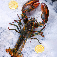 波士顿大龙虾 冷冻大波龙生鲜海鲜 液氮生冻波龙 加拿大进口