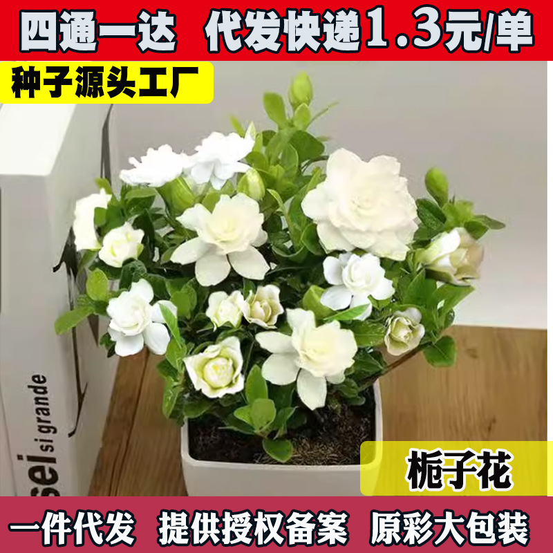 栀子花种四季播种易活开花植物盆栽室内室外花籽花种子籽花卉种孑