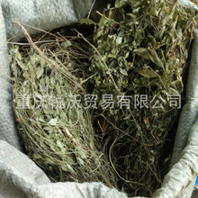 1000克批发散装干品瓜子金苦远志金锁匙神砂草山黄连瓜子草干货