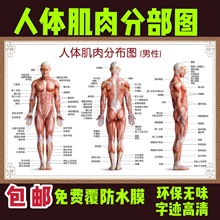 医院全身人体肌肉骨骼器官内脏解剖大挂图男性肌肉分布图海报横版
