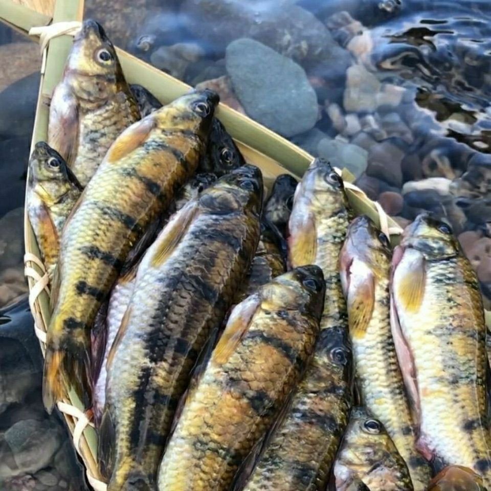 广东山水谈水溪石斑光唇鱼新鲜小溪石斑鱼冷冻