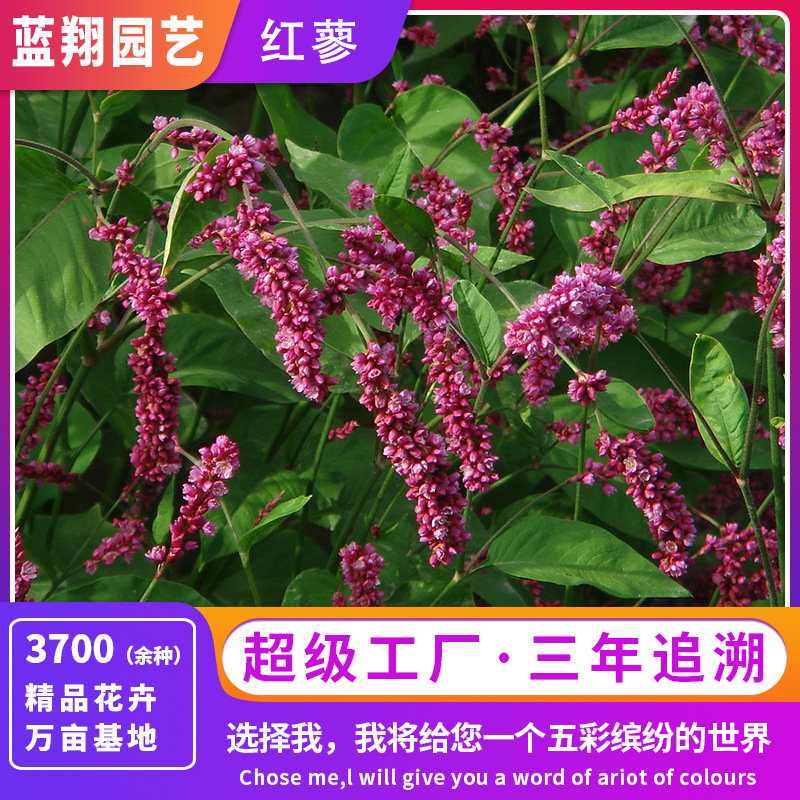 水红花种子蓼实子药材种子四季播种当季新籽水荭草子红蓼种子批发