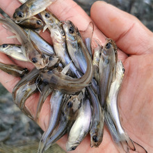 优质斑点叉尾鮰鱼苗 清江鱼苗 钳鱼3-10厘米 全国包活发货