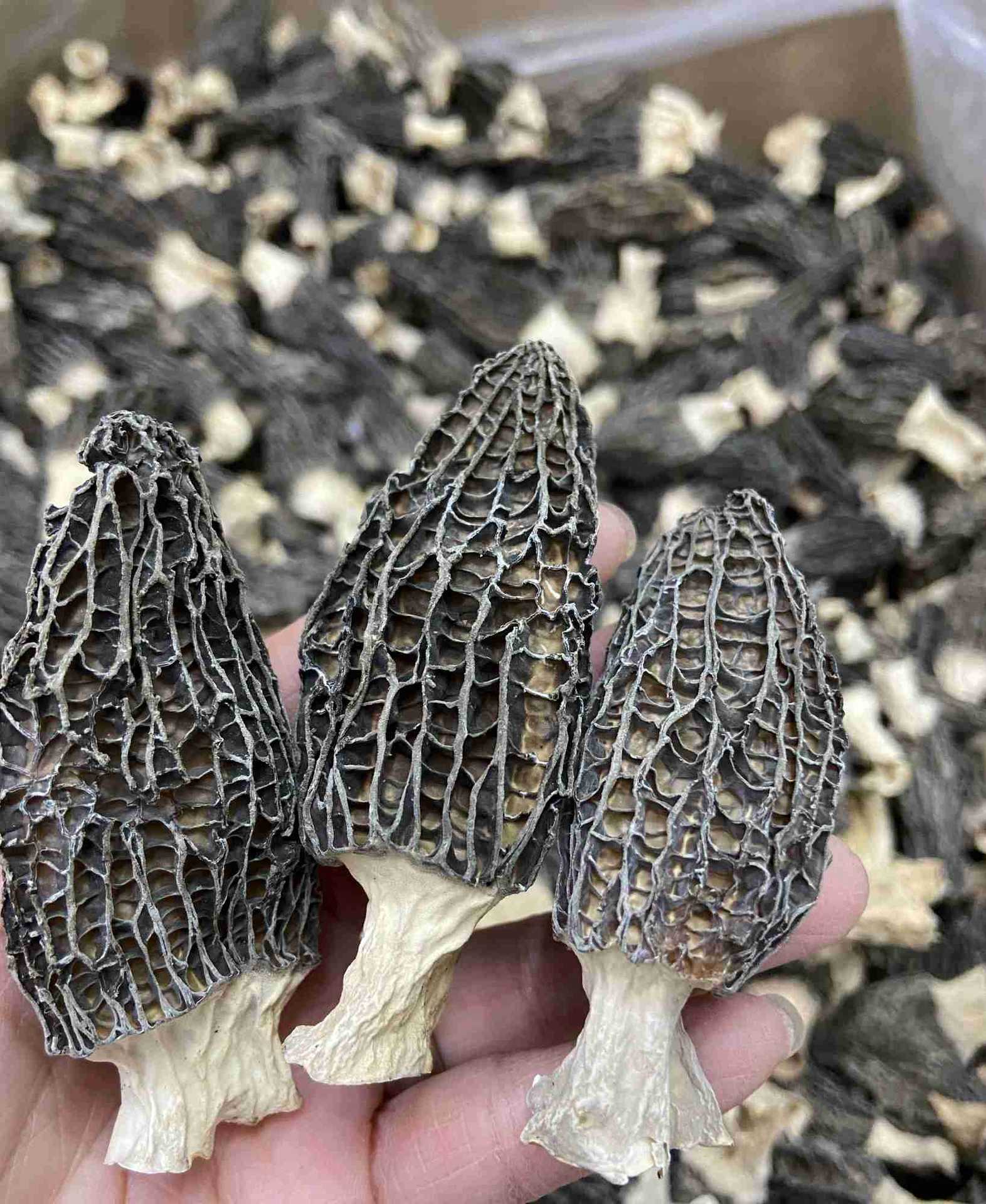 头茬羊肚菌干品250克江浙沪