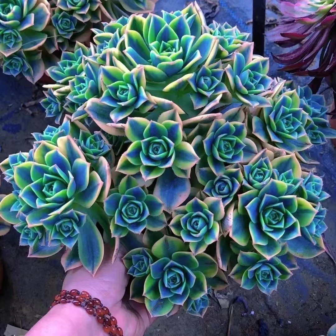 星爆法师植物多肉老桩办公室内桌面阳窗台绿植花卉盆栽精品肉肉