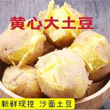 农家自种甘肃黄皮黄心沙地土豆斤斤斤新鲜蔬菜洋芋马铃薯