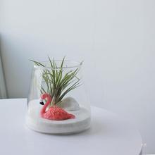 生日创意礼物 空气凤梨 新奇植物室内办公室桌面好养绿植