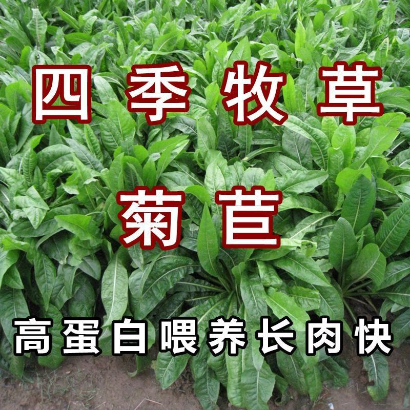 菊苣种籽养殖大叶多年生四季牧草种子鱼羊牛兔鸡鸭鹅猪草种孑再生