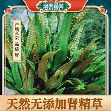 【长白山化石草申精草】中叶野东北申精茶纯天然新鲜黄金草化石草