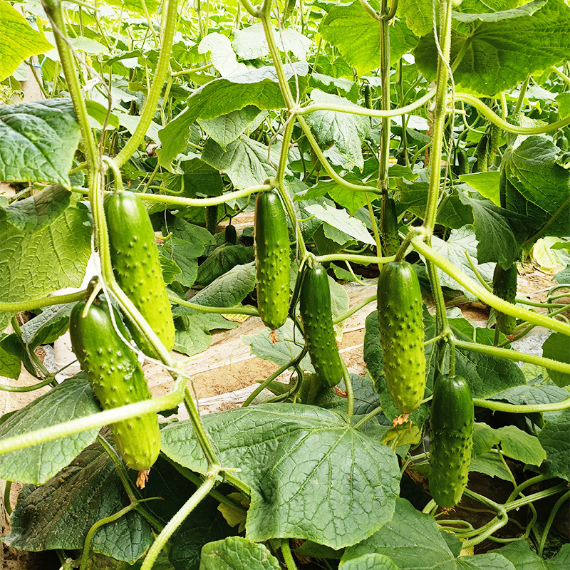 厂家批发水果旱黄瓜种子